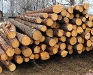 З 2019 року запроваджуються нові національні стандарти якості деревини,  гармонізовані з європейськими
